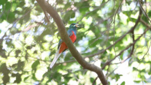 Narina trogon