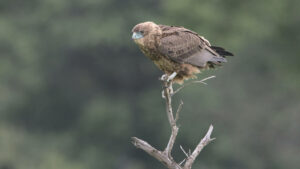 Immature Bateleur