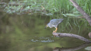 Greenback heron