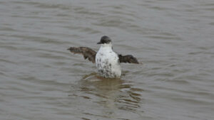 Pigeon guillemot
