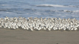 Sanderling