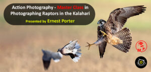 Banner of raptor catching dove