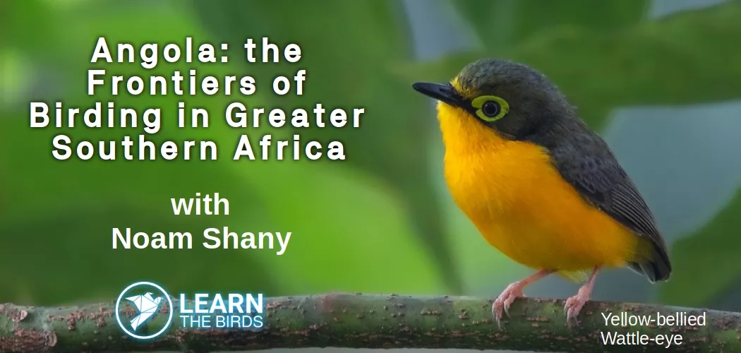 Angola: the Frontiers of Birding in Greater Southern Africa – Learn the  Birds