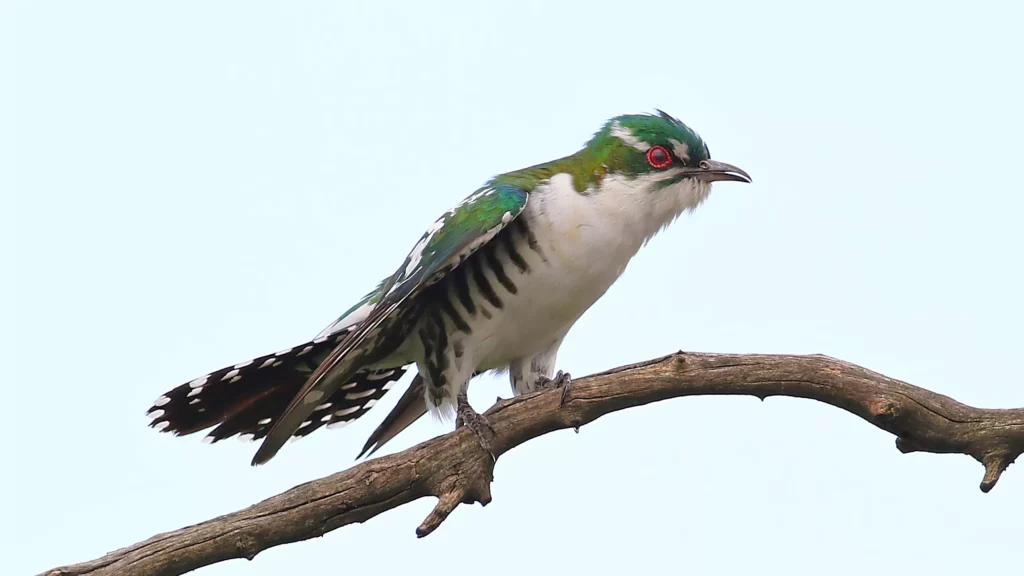 Diederik cuckoo male