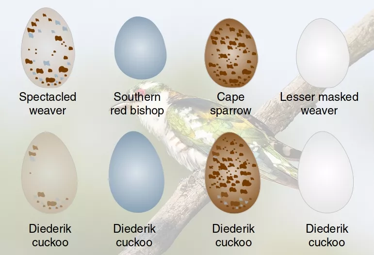 Examples of diederik cuckoo eggs and host eggs.