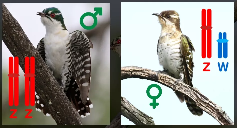 The ZW chromosome system in the diederik cuckoo, and all birds.
