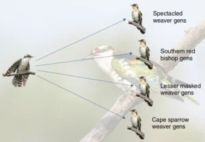 Males cannot carry the information on the W chromosome, so they sustain the integrity of the species.