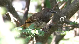 Barred wren-warbler at Pilanesberg.