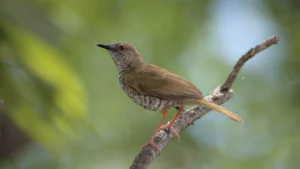 Stierling's wren-warbler in Hoedspruit Wildlife Estate.