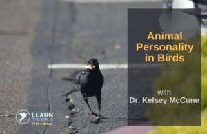 Bird on the road