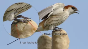 Passerine feet of a typical swallow