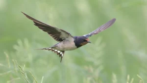 Barn swallow catching insects