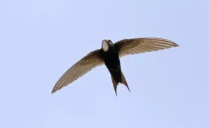 White-rumped swift
