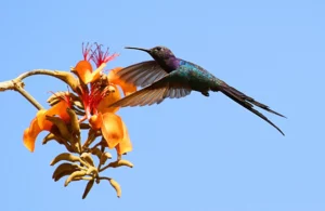 Swifts are closer to hummingbirds