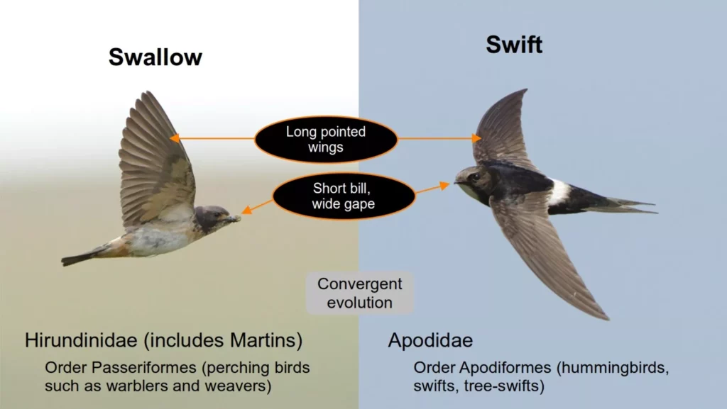 Convergent evolution of swifts and swallows