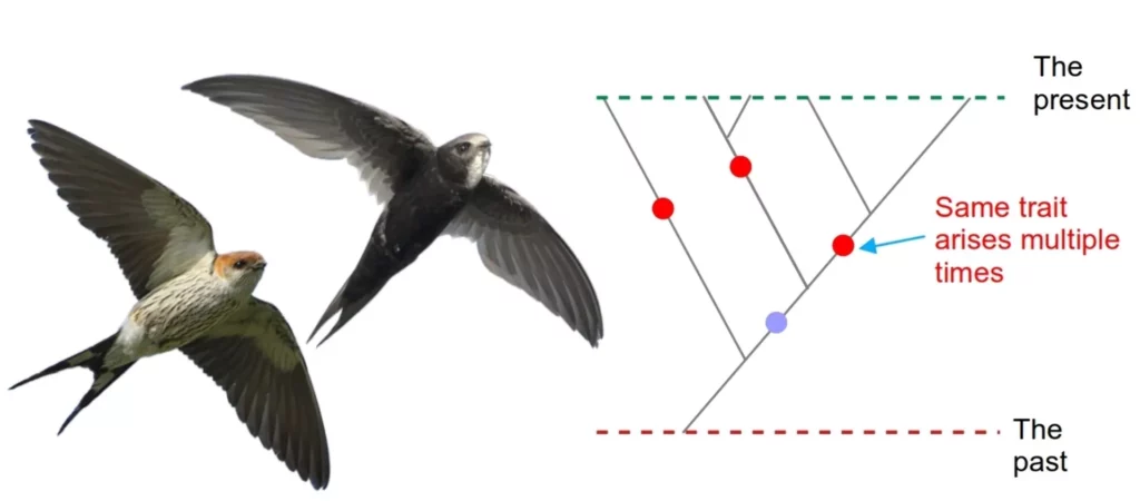Convergent evolution can create confusion in how we understand relationships