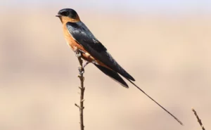 Red-breasted swallow