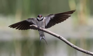 White-throated swallow