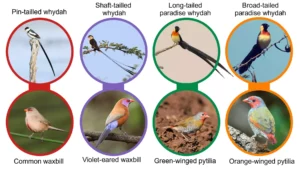 Four species of whydahs, with their most common estreldid host.