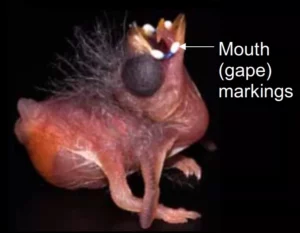 The mouths of estrildid nestlings often contain spots and other markings