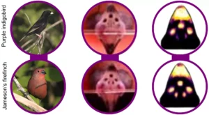 Purple indigobird parasite and Jameson’s firefinch host (left), with images of the palate of nestlings (middle), and palate images corrected for bird vision (right). Mouth photos provided by Dr Gabriel Jamie.