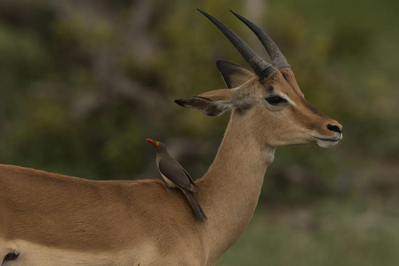 Redbilled oxpecker on an male impala – Learn the Birds