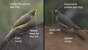 Red-billed and yellow-billed oxpeckers compared.