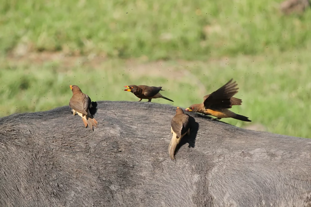 With an abundance of flies, these yellow-billed oxpeckers are insect-catching on their Cape buffalo host, one of the four feeding methods oxpeckers use.