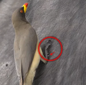 Yellow-billed oxpecker foot showing the spikes and claws adapted for their life on a mammalian host.