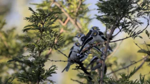 Family group of white-crested helmetshrikes.