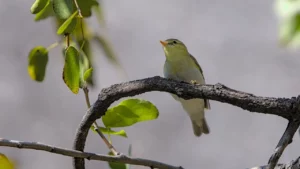 Vagrant wood warbler (Phylloscopus sibilatrix) in a mopani tree (Colophospermum mopane) at Sefapane Lodge in Phalaborwa.