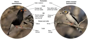 Comparison of Retz's and white-crested helemtshrikes.