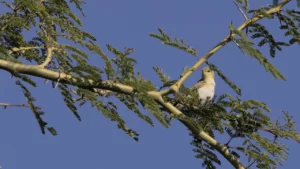 Vagrant wood warbler (Phylloscopus sibilatrix) in a large Natal fever tree (Vachellia xanthophloea) at Sefapane Lodge in Phalaborwa.