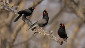 Retz's helmet shrike family group showing the bobbing behaviour that they use to claim and defend territory.