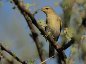 Willow warbler (Phylloscopus trochilus), a common non-breeding summer visitor.