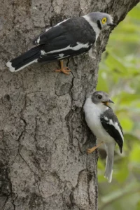 Adult and juvenile white-crested helmetshrike on trunk of a marula tree.