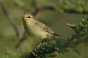 Willow warbler (Phylloscopus trochilus), a common non-breeding summer visitor.