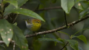 Yellow-throated woodland warbler (Phylloscopus ruficapilla)