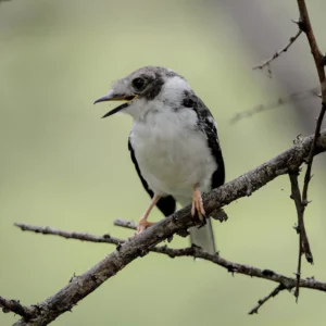 Juvenile white-crested helmetshirke begging for food from a family member.