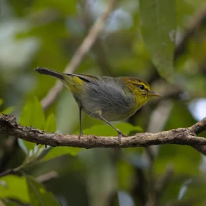 Yellow-throated woodland warbler (Phylloscopus ruficapilla)