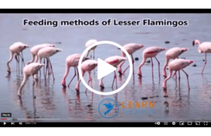 Lesser-flamingo-feeding