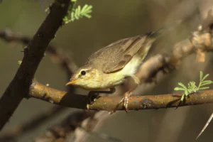 Willow warbler as featured image