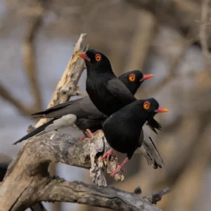 Retz's helmentshrikes are the only known host to the brood parasite, thick billed cuckoo.