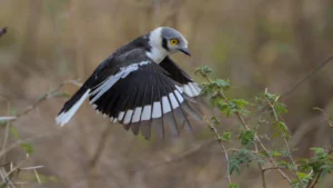 White-crested helmet shrike about to land on a bush.
