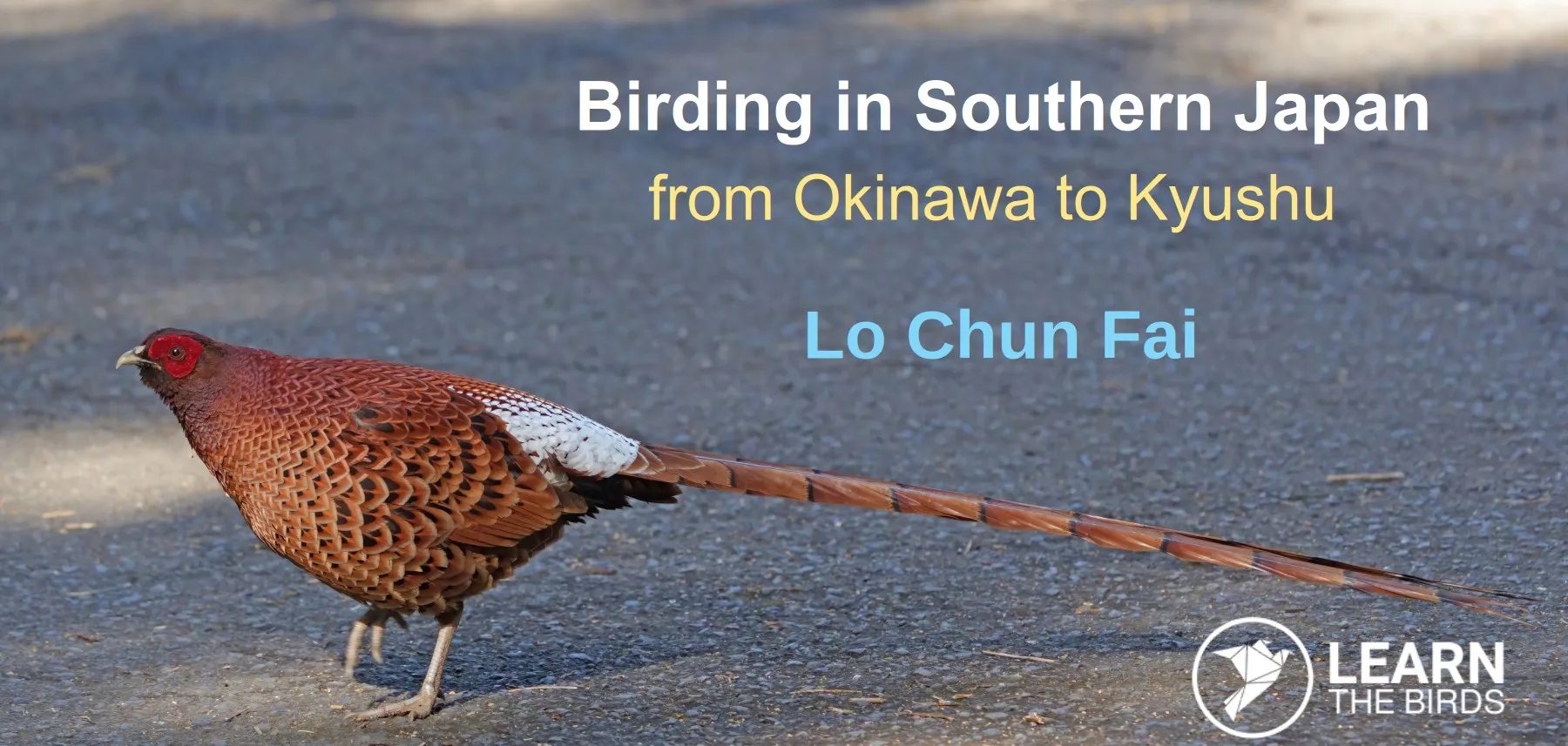 Birding in Southern Japan: from Okinawa to Kyushu