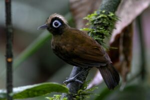 Hairy-crested Antbird