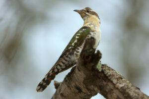 Female diederik cuckoo watches from the shadows, waiting for an opportunity to enter a host nest.