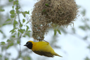 A male lesser masked weaver is vigilent, as he has spotted the female diederik cuckoo in the area.
