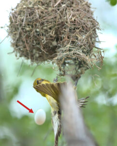As the female diederik left the nest, she dropped the egg that we can assume belonged to the lesser masked weaver.