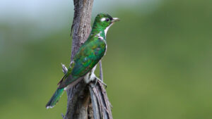 Class's cuckoo, male